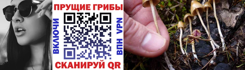 hydra   Ершов  Галлюциногенные грибы мухоморы  где продают  